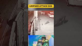 Leopard Attacks On Baby Dog India | Hunting Time