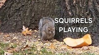 SQUIRRELS PLAYING