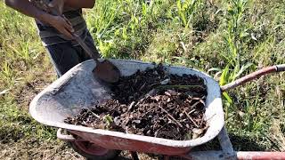 Kohe kambing untuk pupuk jagung