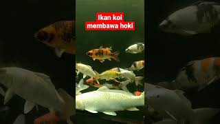 ikan koi membawa hoki