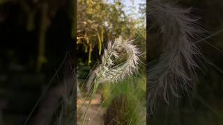 Elionurus grass,relaxing natures sound #shorts #plants #nature