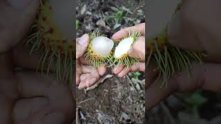 Instructions for separating rambutan 🍅 #shorts #viralshort #shortsvideo