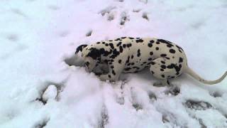 Dalmatian dog in Zagreb hunting field mouse