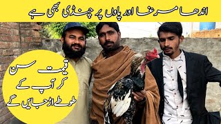 How To Buy Aseel Murga | بیمار اصیل مرگا کتنا مہنگا خرید لیا ہم نے | Aseel Murga ki pehchan