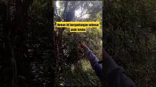 Rezeki main ke hutan, nemu harta karun yang langkah #shorts #cara #viral