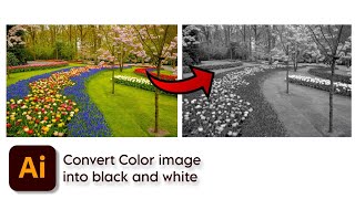 How to convert color image into black and white || adobe illustrator