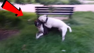 Esto pasa cuando un Poderoso Bull terrier se enfrenta contra un Gran Pitbull terrier