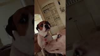 Our Boxer dog (Peach) gets jealous when I give Bella attention...