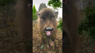 Cowboy Must funny videos#ytviral #cow #crazycowlovers #crazycow #pets #petslover #petvideos #animals