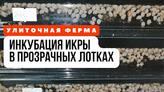 Тестируем контейнер для #инкубации | Улиточная икра | Снэйлсэко Беларусь