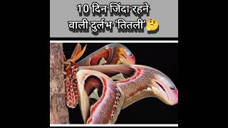 बिहार में मिली सांप जैसे पंख Butterflie 🦋 amazing fact  _ top viral fact _basudev pramanik