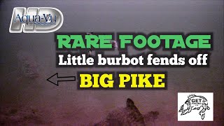 RARE FOOTAGE-Little burbot fends off big pike