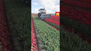 🌹🌷#farming #vegestables #satisfying #gardening #youtubeshorts 😱😱