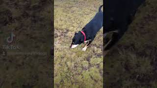 A day in the park with my best friend. #dog #puppy #sweetdog #sweetpuppy #comfort #cute #do #kelpie