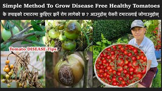 टमाटरमा लाग्ने रोग | गोलभेडा कुहिनुबाट कसरी बचाउने | TOMATO DISEASE | How To Prevent Tomato Blight