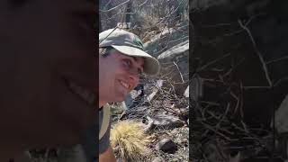 Finding RARE Snakes Under Rocks!