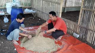 Membuat pakan ayam mandiri