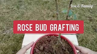 Rose Grafting | Rose Bud Grafting | Grafting Of Rose Plant | How To Graft On Roses | Grafting Types