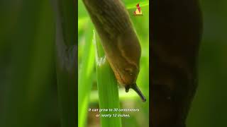 TOP 10 Facts about SNAILS - shorts 2