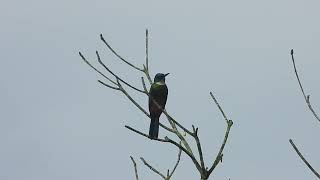 groenstaartglansvogel