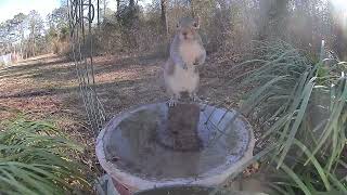 Feb 8 2022 Daily Backyard Birds UNEDITED Birdfy Cam #caughtonNetvue