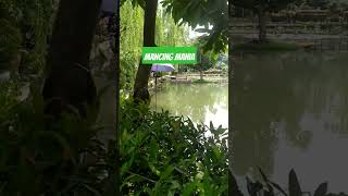 Mancing Mania #semuaorang #shortvideo #mancingmania #mancing