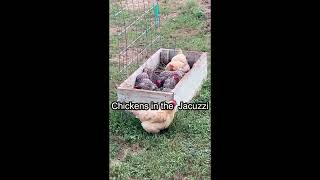 Dust bathing chickens