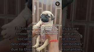 5 Fun Facts About Pugs #shorts #funfacts #pugsfacts