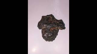 Lunar Meteorite Collections,,,