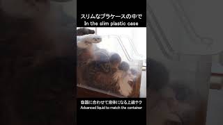 スリムなプラケースで液体になるねこ。 #Shorts