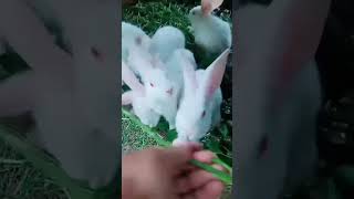 newzeeland white rabbit#youtubeshorts #rabbit #animal #cute #viral