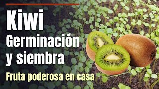 Kiwi poderoso: cómo germinar y sembrar en casa