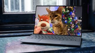 Whats the surprise gift for Magnus on day 8?! #cat #funny #cute #bengalcat #animals #youtube #tiktok