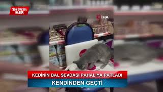 Balı Fazla Kaçıran Kedi Kendinden Geçti! #haber