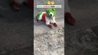 New colour hair style 😂😂😂 #ds_media #funny #pets #petlover #shortvideo #shortfeed #shorts