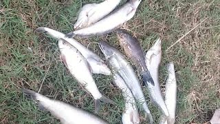 Big shikar cat fish kalbans fish marakh fish (jaal ka shikar)😉😊😉