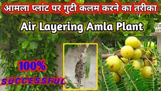 Air layering on Amala plant | Amala plant par air layering