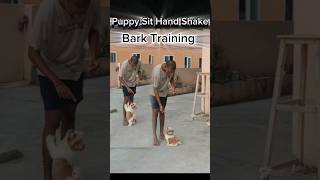 Puppy Handshake Sit Training/shihtzu Puppy training#shihtzu #puppytraining #dogtraining #doglover