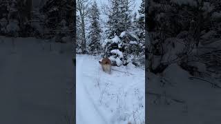 Winter in Canada 🇨🇦 Snowy forest dog walk. #nature #winter #snowdog