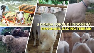 5 Jenis Domba Potong Terbaik Asli Dari Indonesia ~ Best Sheep From Indonesia