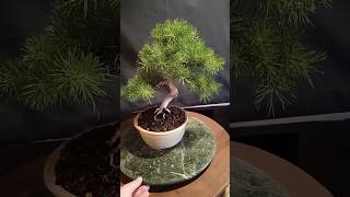 Pre bonsai, pino silvestre, pinus sylvestris a 25 de julio 2024. #bonsai