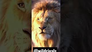 The Lion 🦁 King 👑 || Mufasa Kingdom 🔥⚡️|| #shorts || #short || #viral 📈⚡️📉 #shortviral