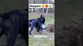 cat is strong respect