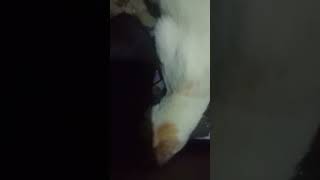 3 hari kucing ini ga makan#trending #ytshorts #viral #shortvideo #youtubeshorts