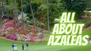 How To Take Care of Azaleas