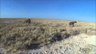 Hyena's with scavenged kill in Etosha