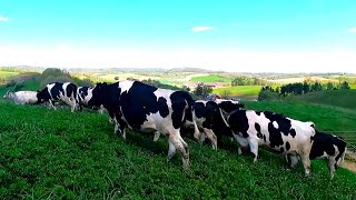 Herding Cattle To Greener Pastures! The 2024 Spring Cattle Drive!