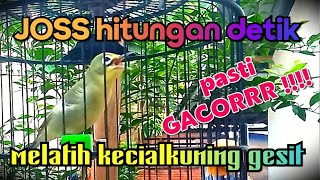 GACOR HITUNGAN DETIK‼️ Melatih kecialkuning gesit dan josgandos‼️