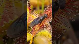 Sundew plant starts eating a bug #carnivorousplant #insects