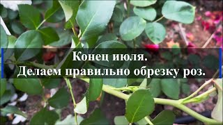 Конец июля. Делаем правильно обрезку роз. Питомник растений Е. Иващенко